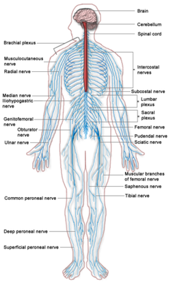 the somatic nervous system